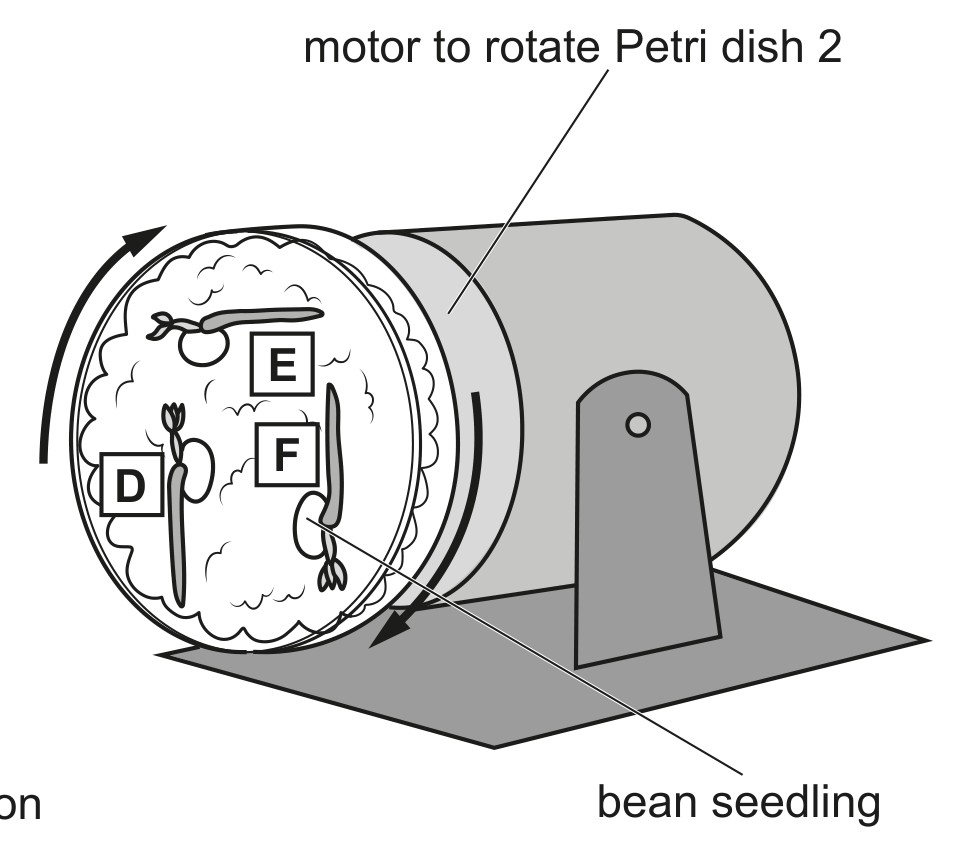 Petri dish 2