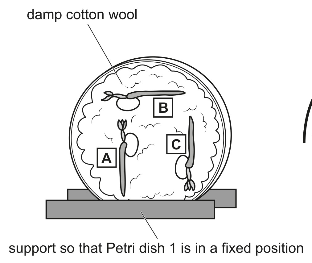 Petri dish 1