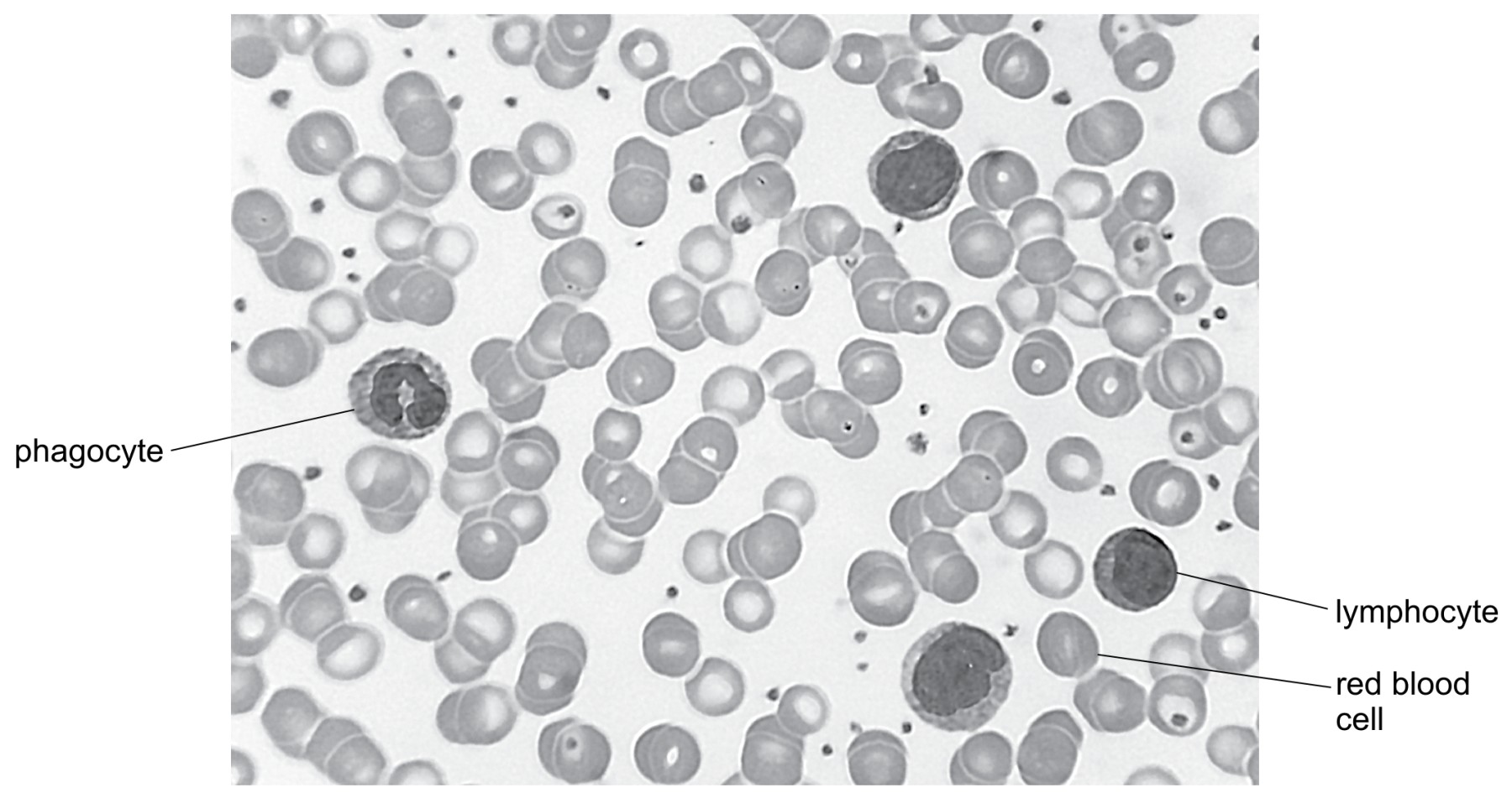 Fig. 3.1