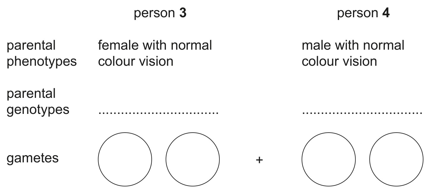 Table for Question 17 — CAIE IGCSE Biology
