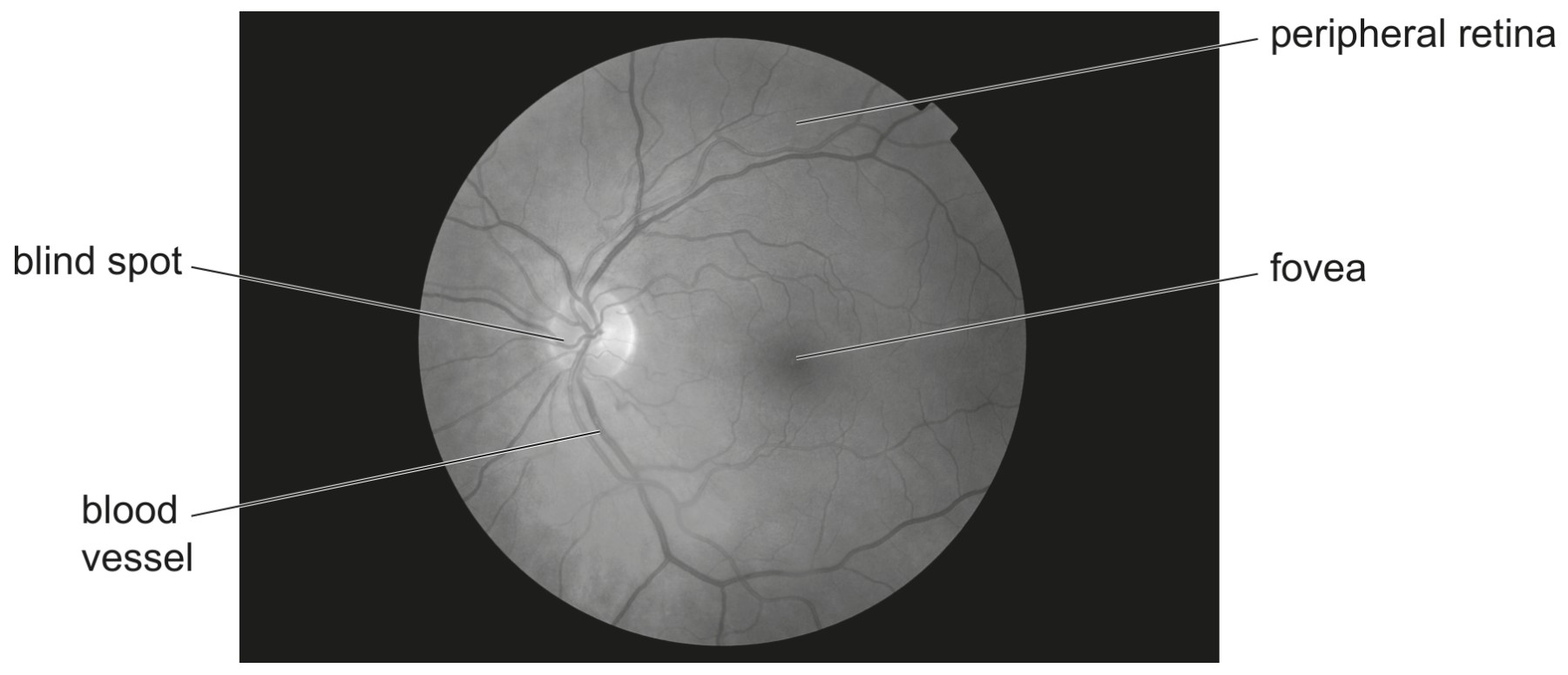 Fig. 3.2