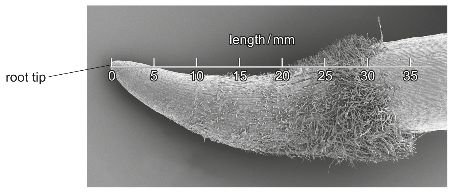Fig. 2.1