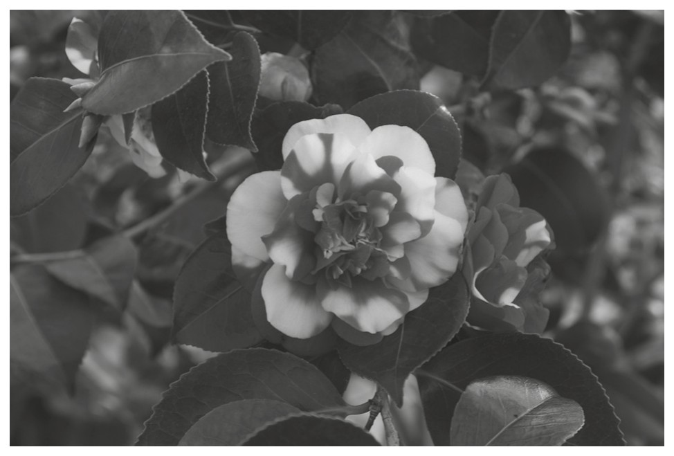 Fig. 2.2