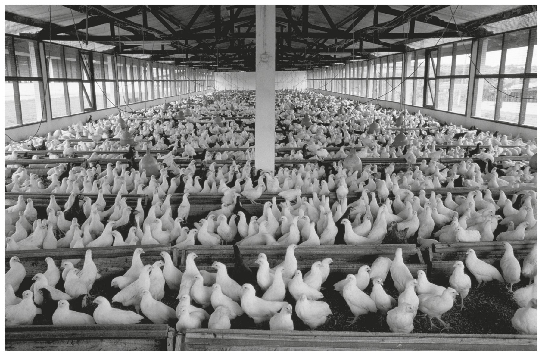 Fig. 3.3 shows intensive farming of chickens.