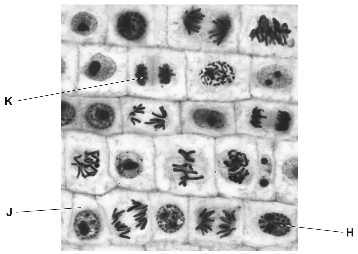 Fig. 6.2