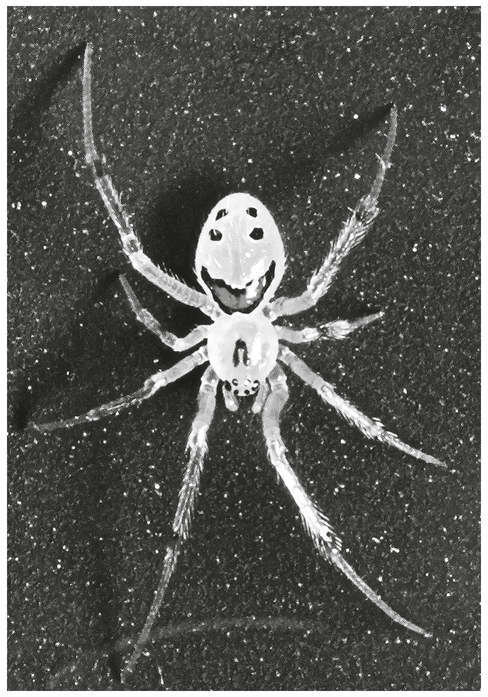 Fig. 1.3