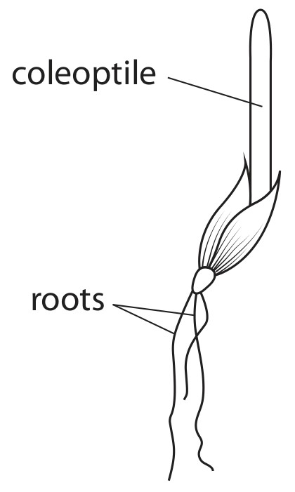 Figure for Question 11 — Edexcel A-Level Biology A2