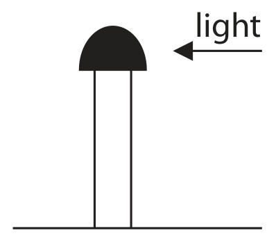 black cap placed on tip of coleoptile and coleoptile illuminated from one side