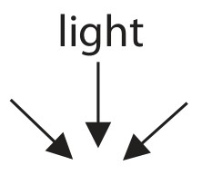 Figure for Question 11 — Edexcel A-Level Biology A2