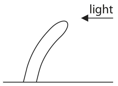 intact coleoptile illuminated from one side