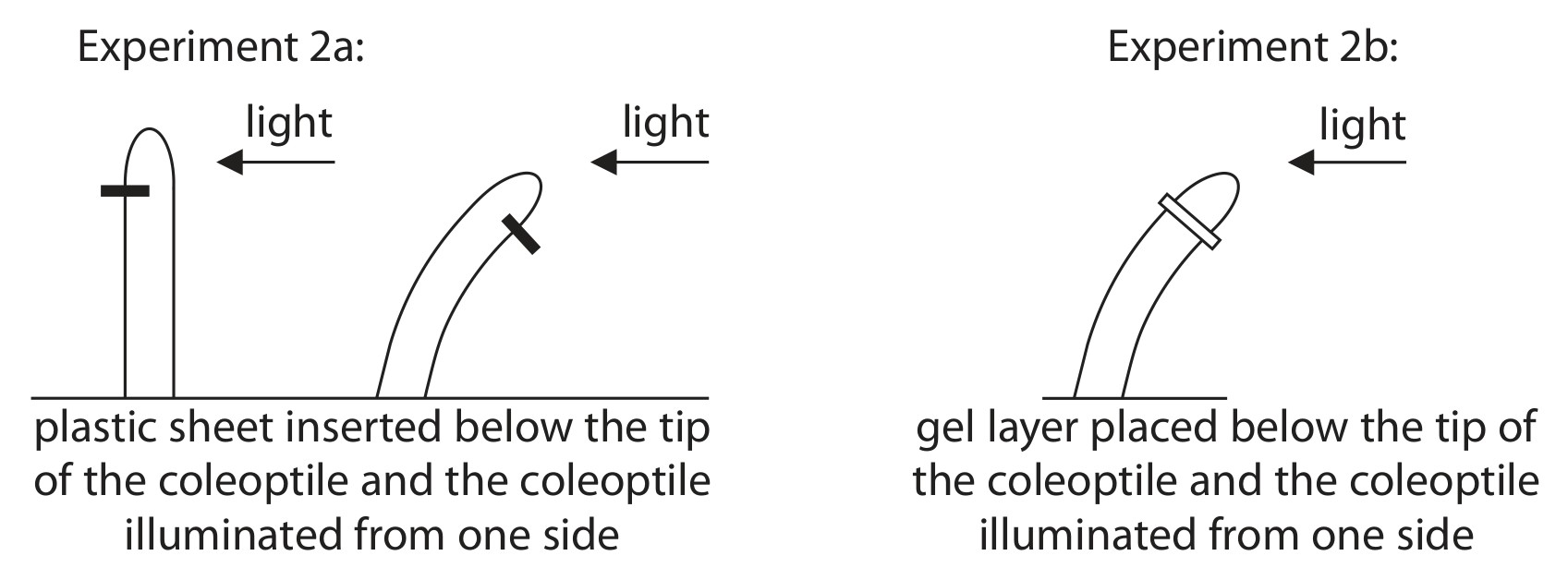 Figure for Question 11 — Edexcel A-Level Biology A2