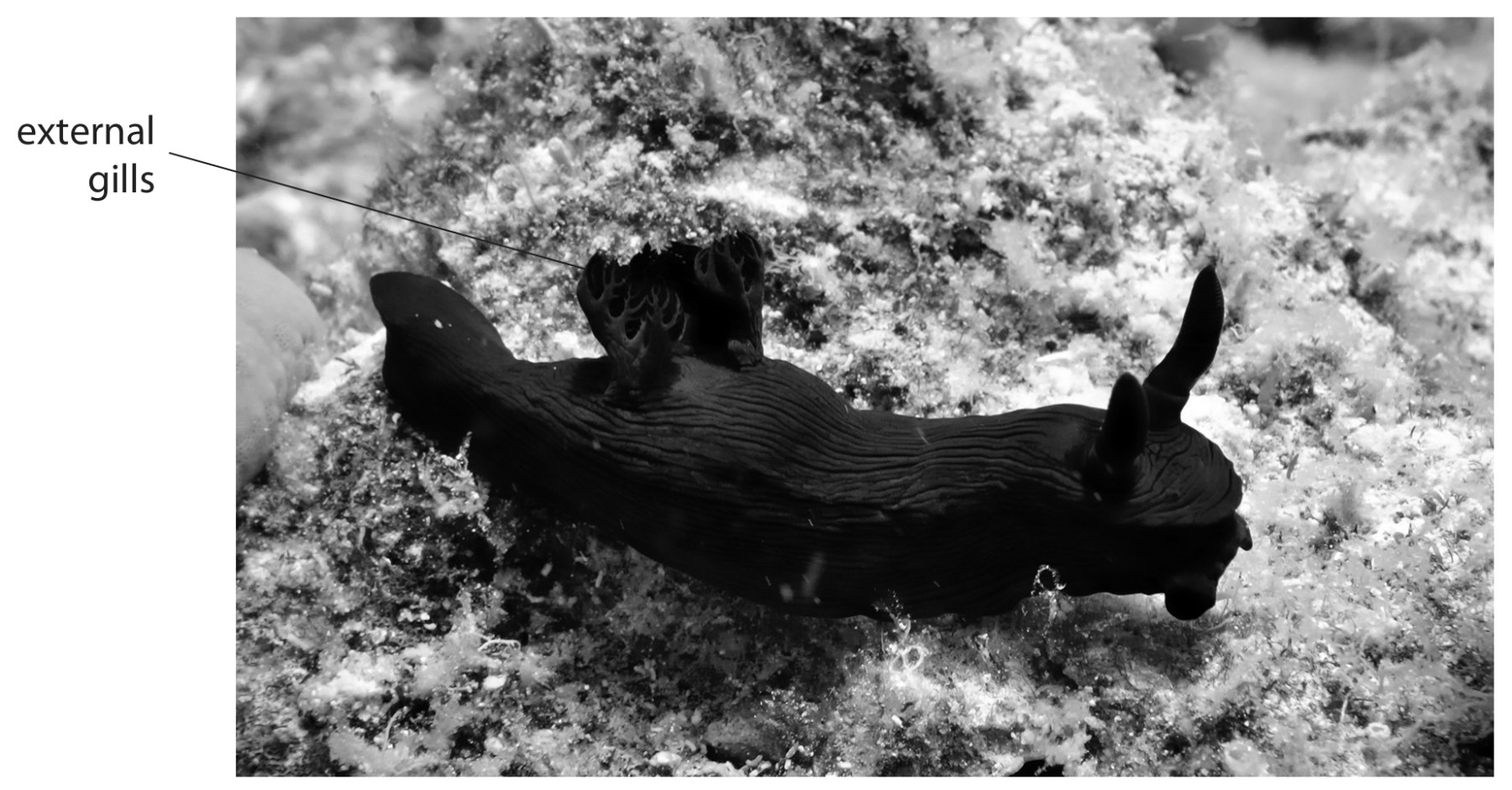 external gills; © walkdragon/Shutterstock