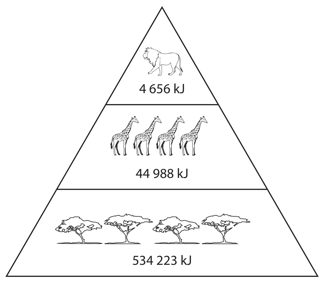 Figure for Question 8 — Edexcel A-Level Biology A2