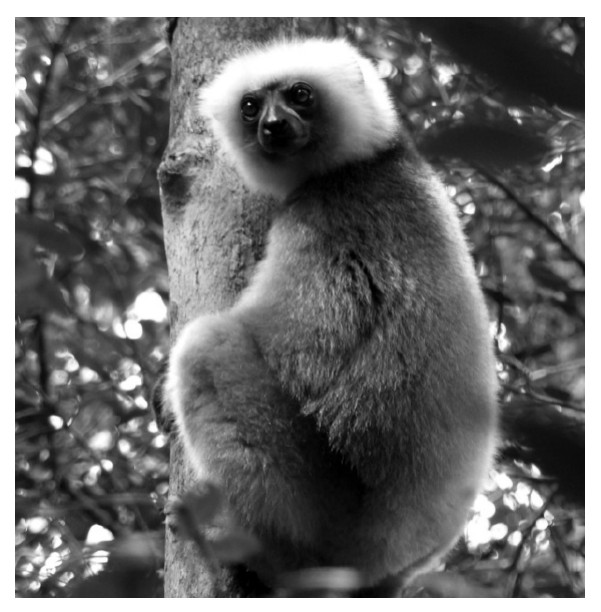 Sifaka