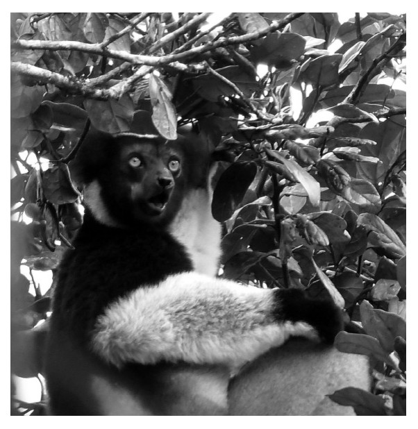 Indri