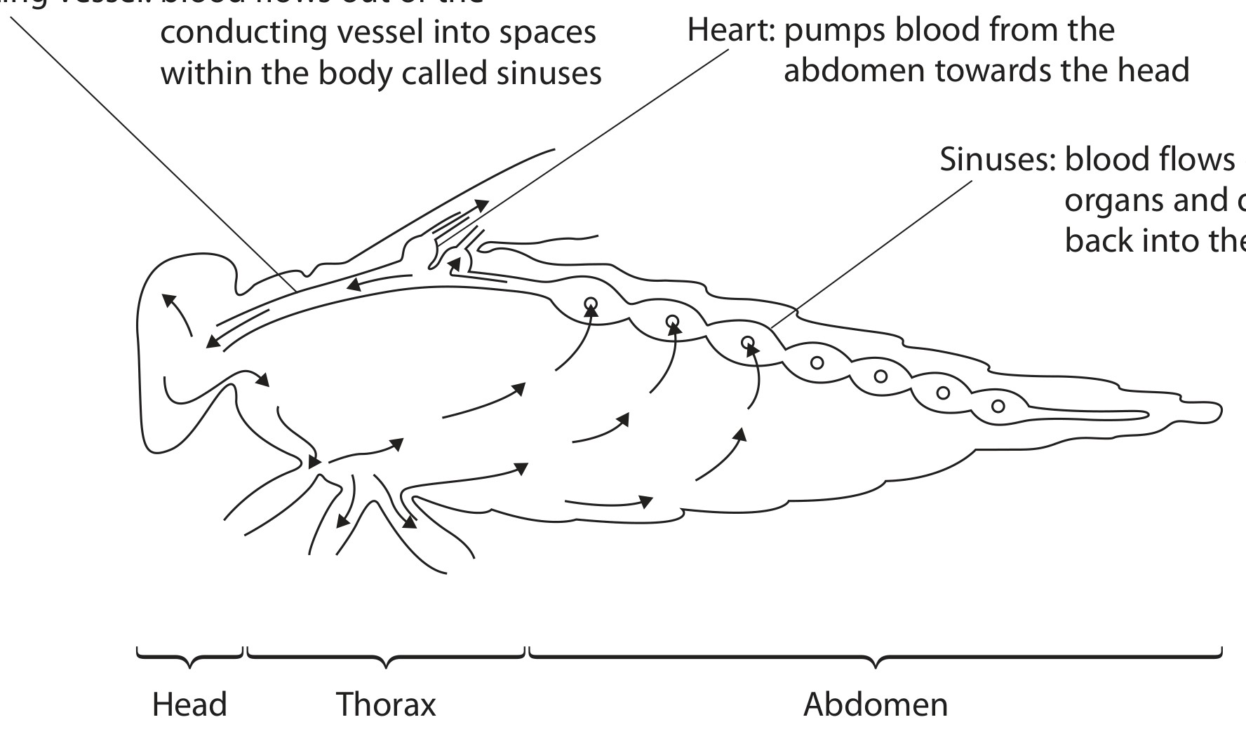 Figure for Question 6 — Edexcel A-Level Biology AS