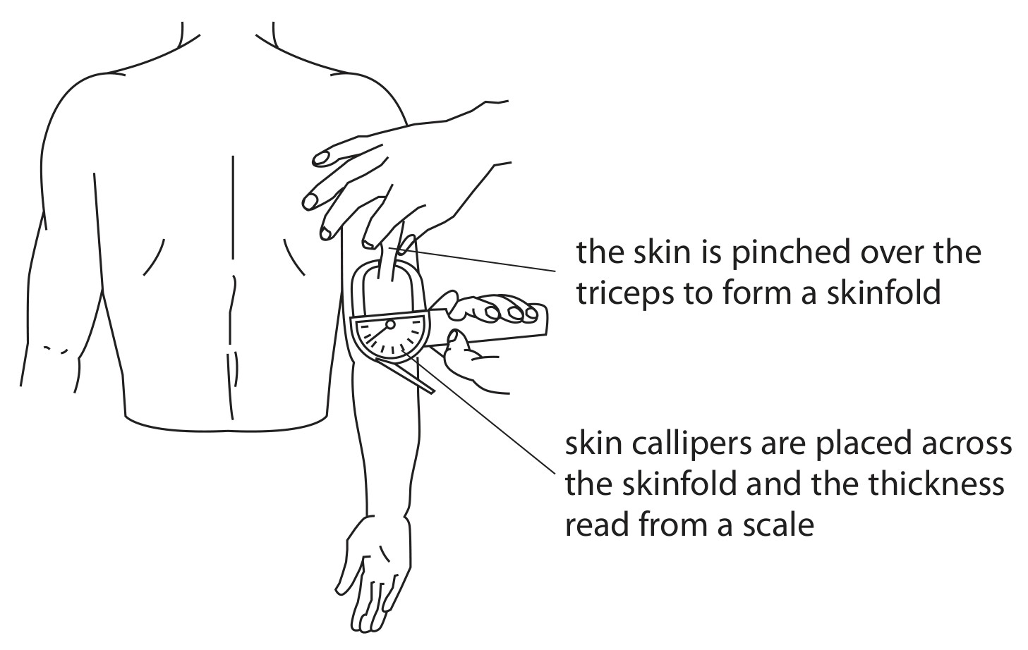 Figure for Question 2 — Edexcel A-Level Biology AS