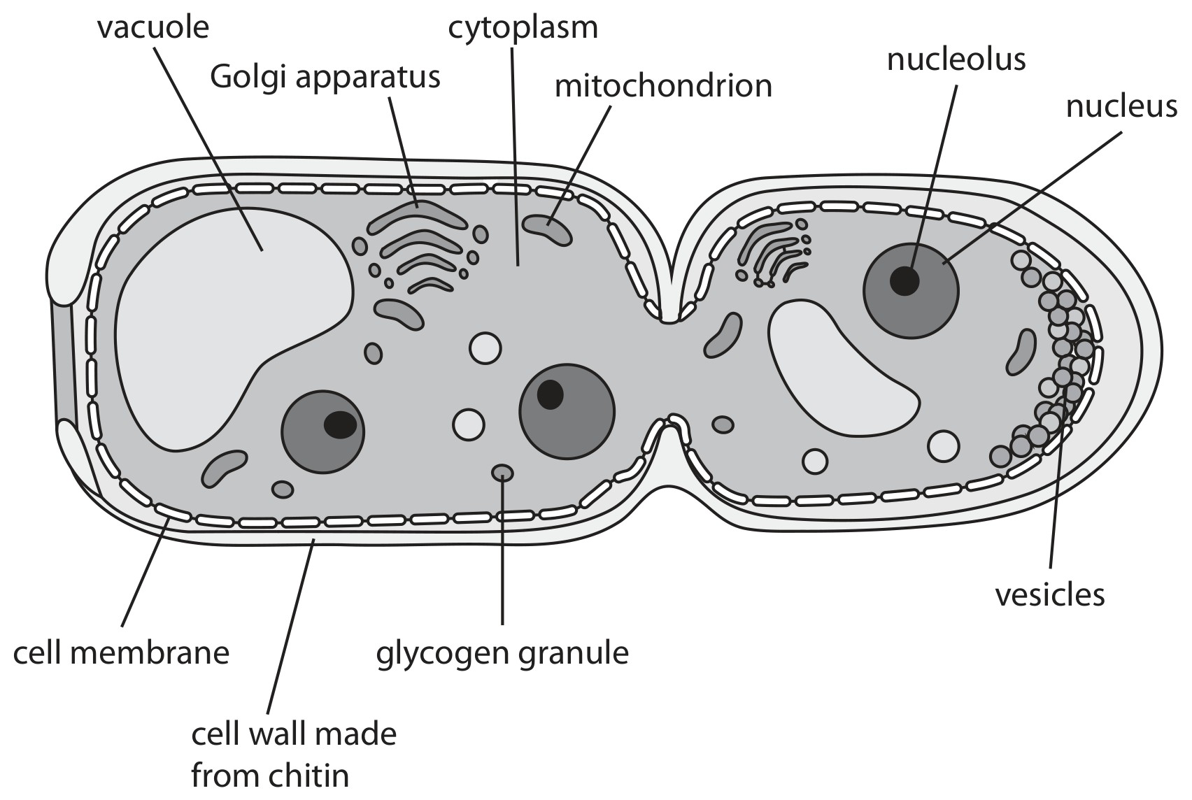 Figure for Question 1 — Edexcel A-Level Biology AS
