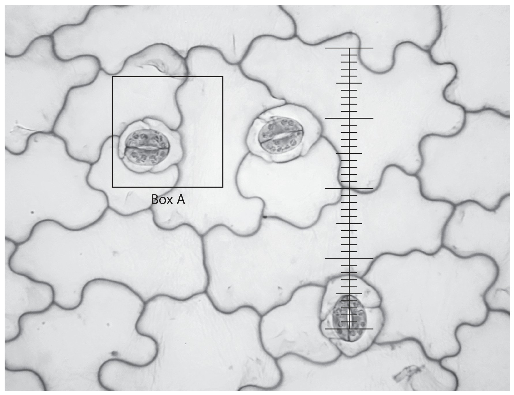 Figure for Question 6 — Edexcel A-Level Biology AS