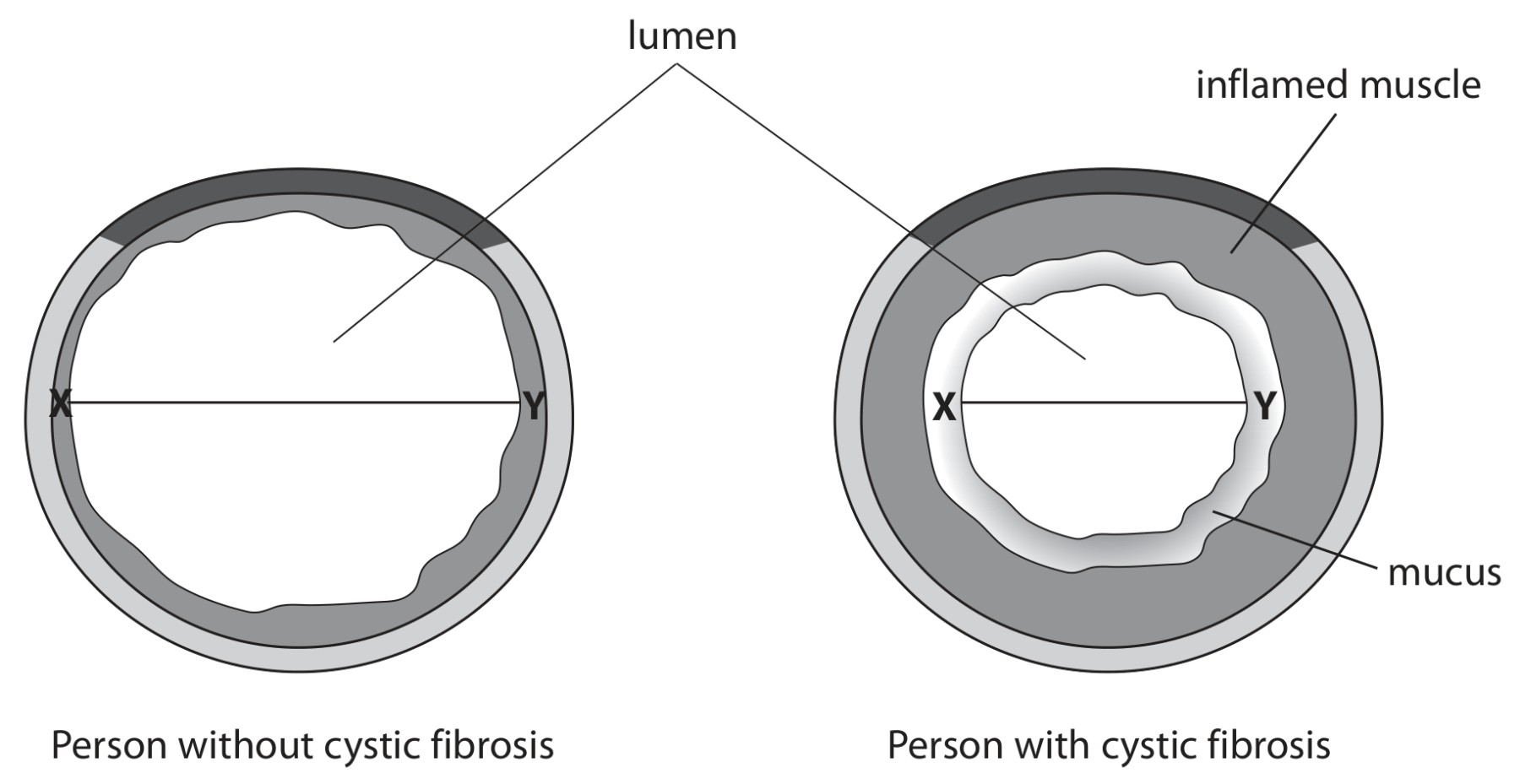 Figure for Question 16 — Edexcel A-Level Biology AS