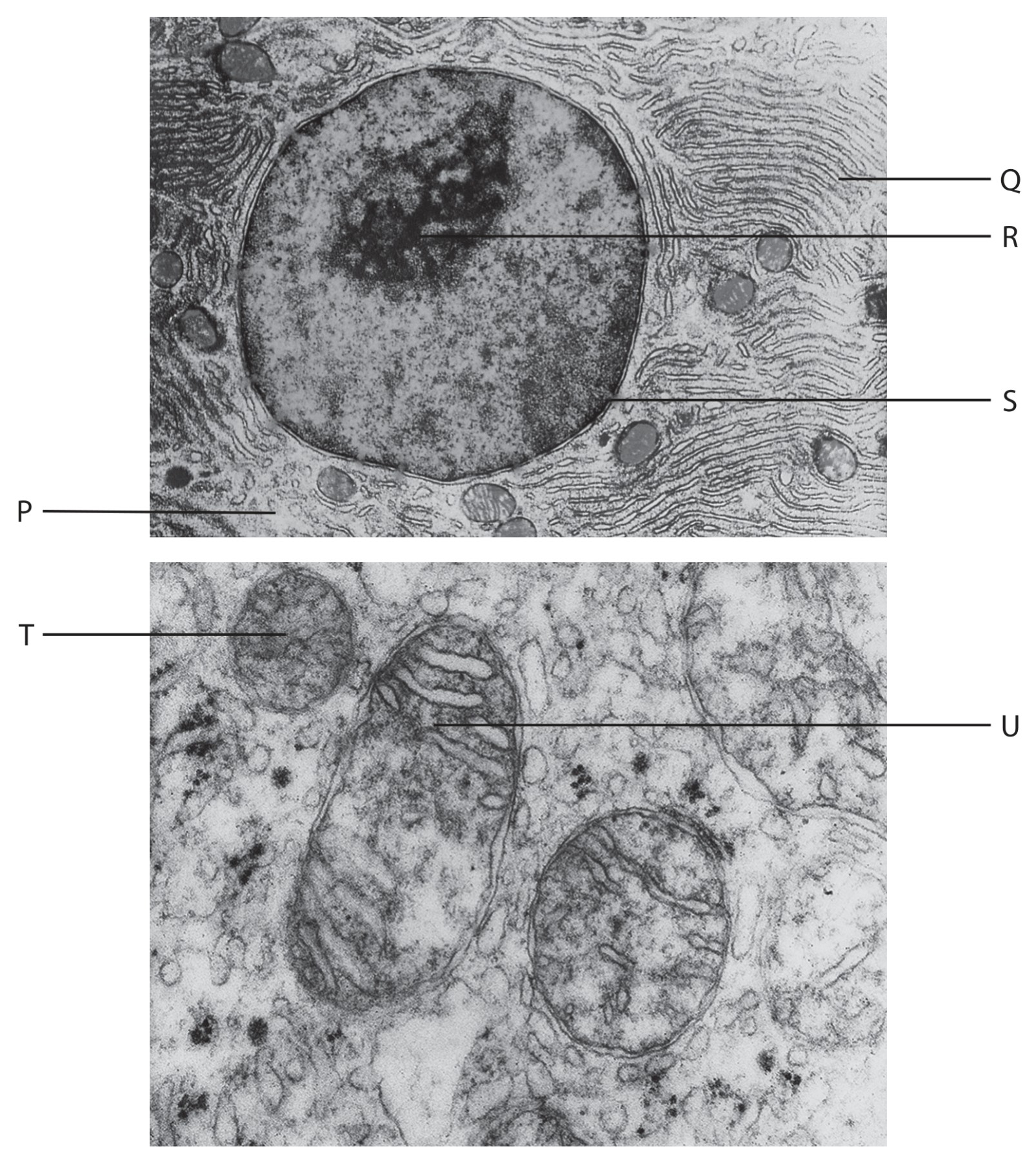 Figure for Question 7 — Edexcel A-Level Biology AS