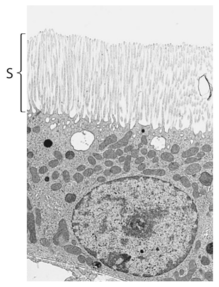 Figure for Question 22 — Edexcel A-Level Biology A2