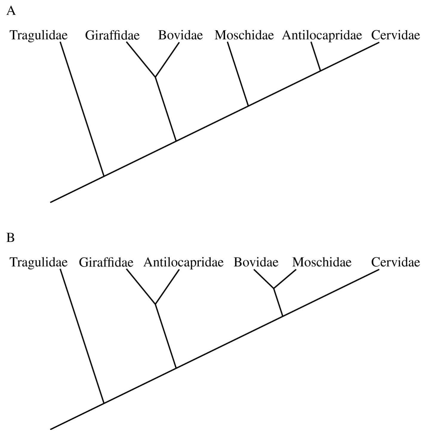 Figure 1. Cladogram of six ruminant families based on (A) morphological data and (B) molecular data