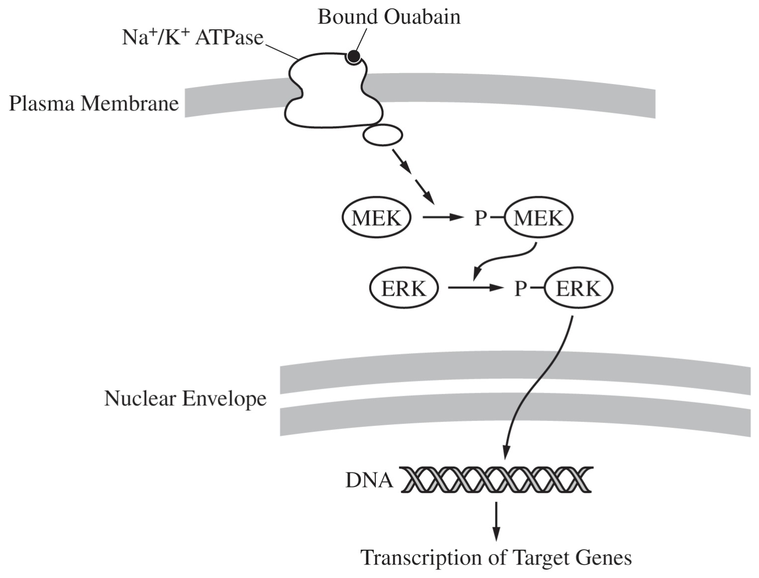 Figure 3. Signal transduction pathway hypothesized to play a role in the increased number of PKD cells