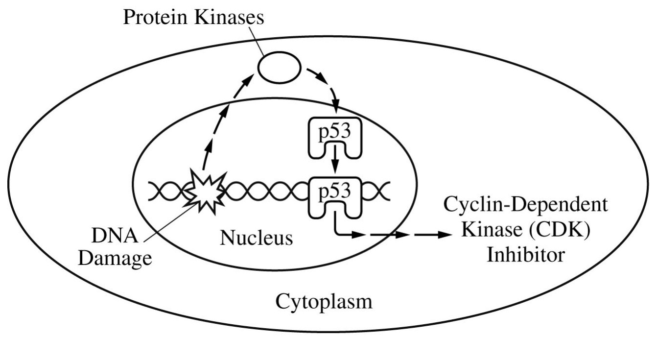 Figure 1. The role of p53 in regulating cell cycle progression in response to DNA damage
