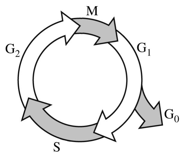 Figure for Question 3 — AP Biology