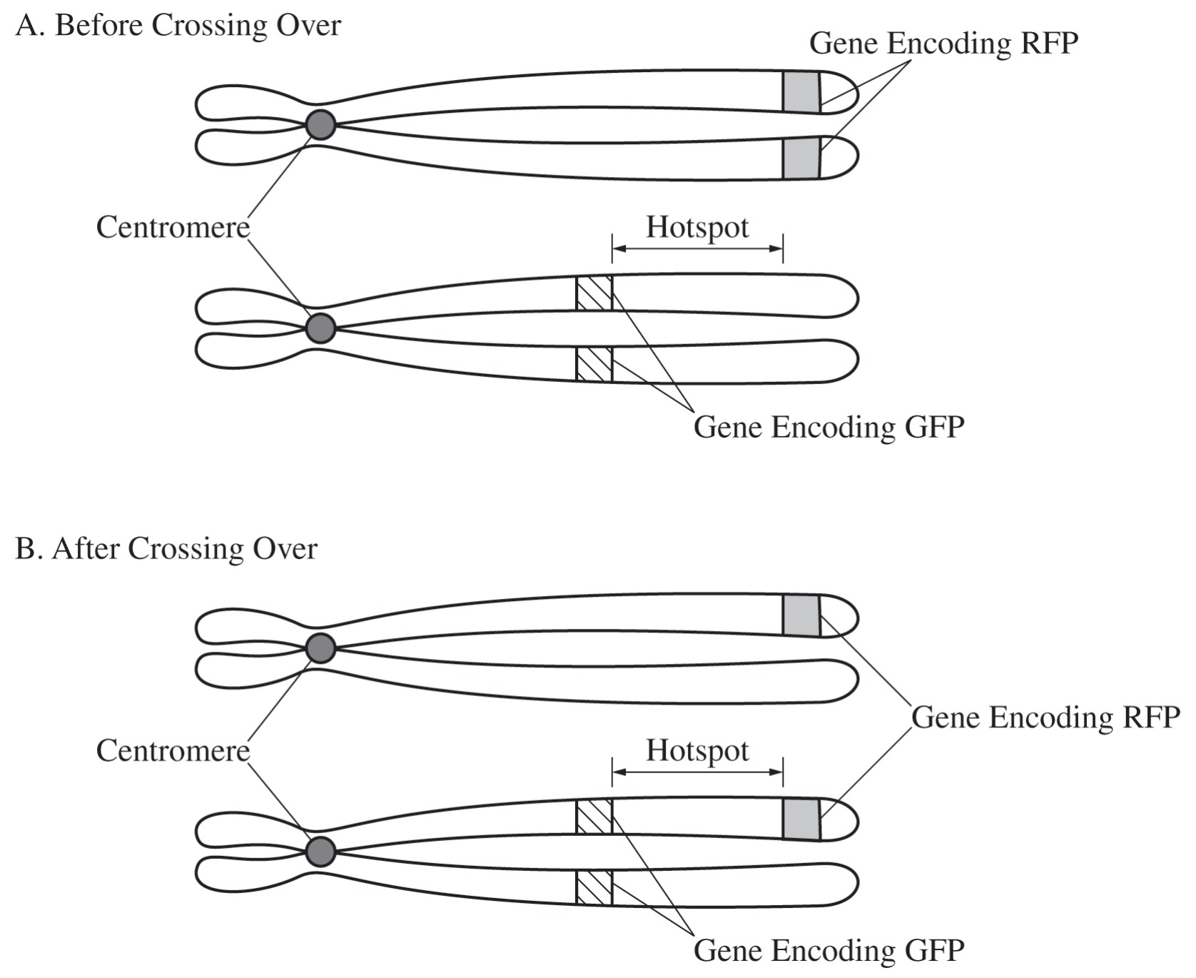 Figure 1. Models of modified chromosome 8 used in the experiment (A) before and (B) after crossing over occurs at the hotspot