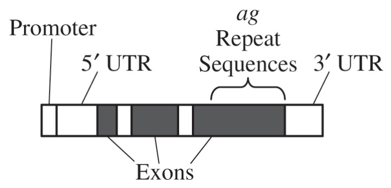 Figure 1. Basic structure of a functional ag gene