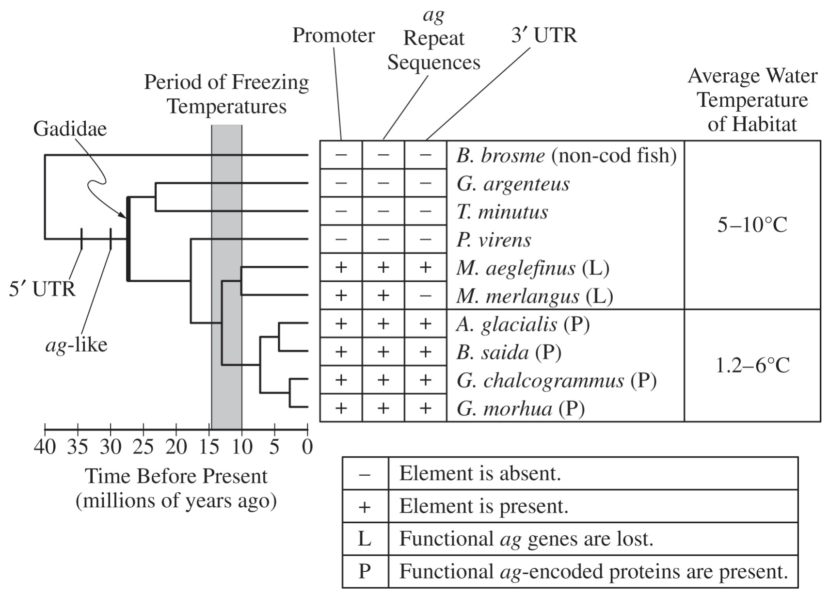 Figure 2. Phylogenetic tree showing the evolution of a g genes