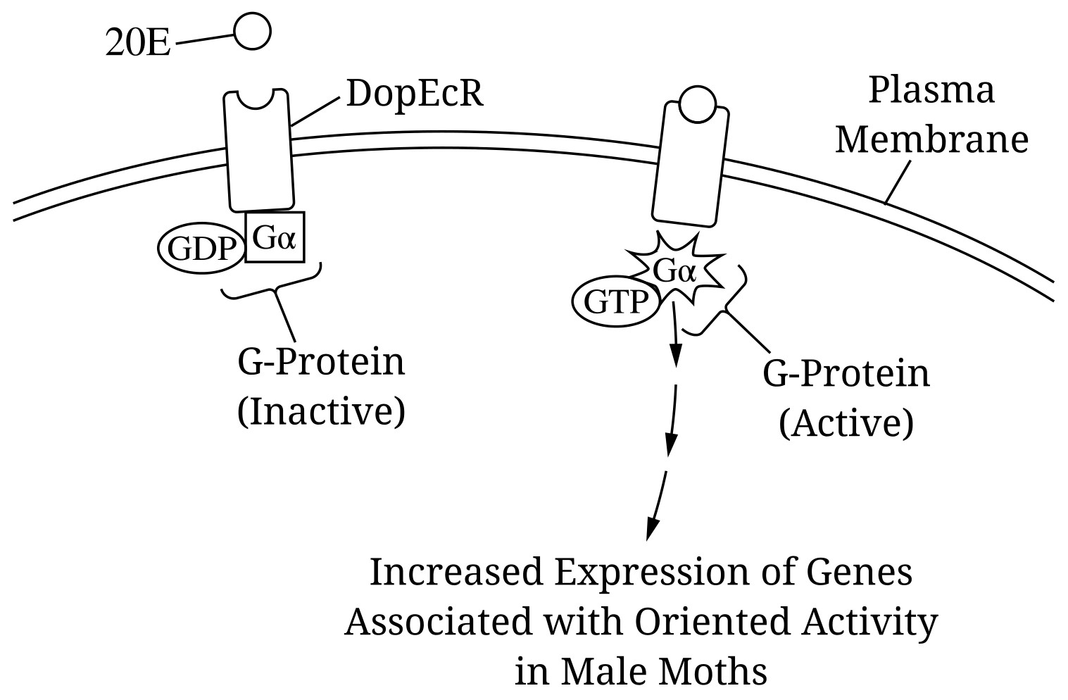 Figure 1. A simplified model of a signaling pathway activated by the binding of 20E to its receptor, DopEcR