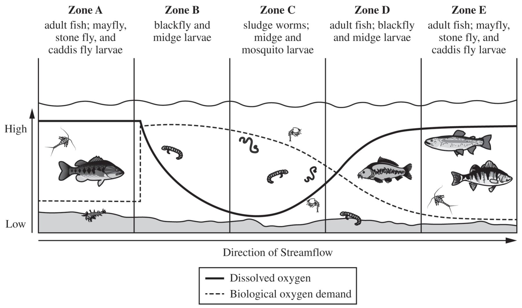 Dissolved Oxygen and Biological Oxygen Demand in a Stream Ecosystem
