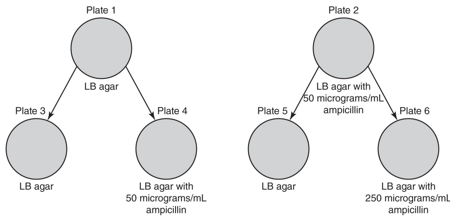 Figure for Question 1 — AP Biology