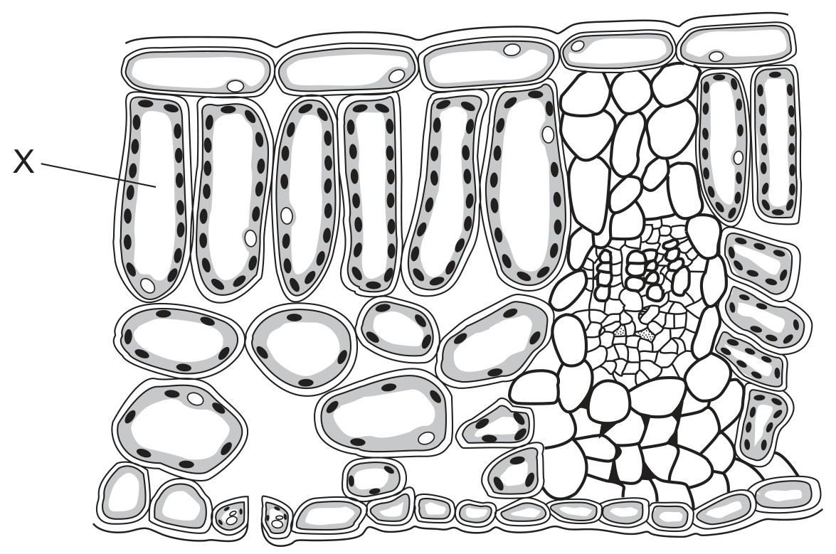 Figure for Question 3 — CAIE IGCSE Biology