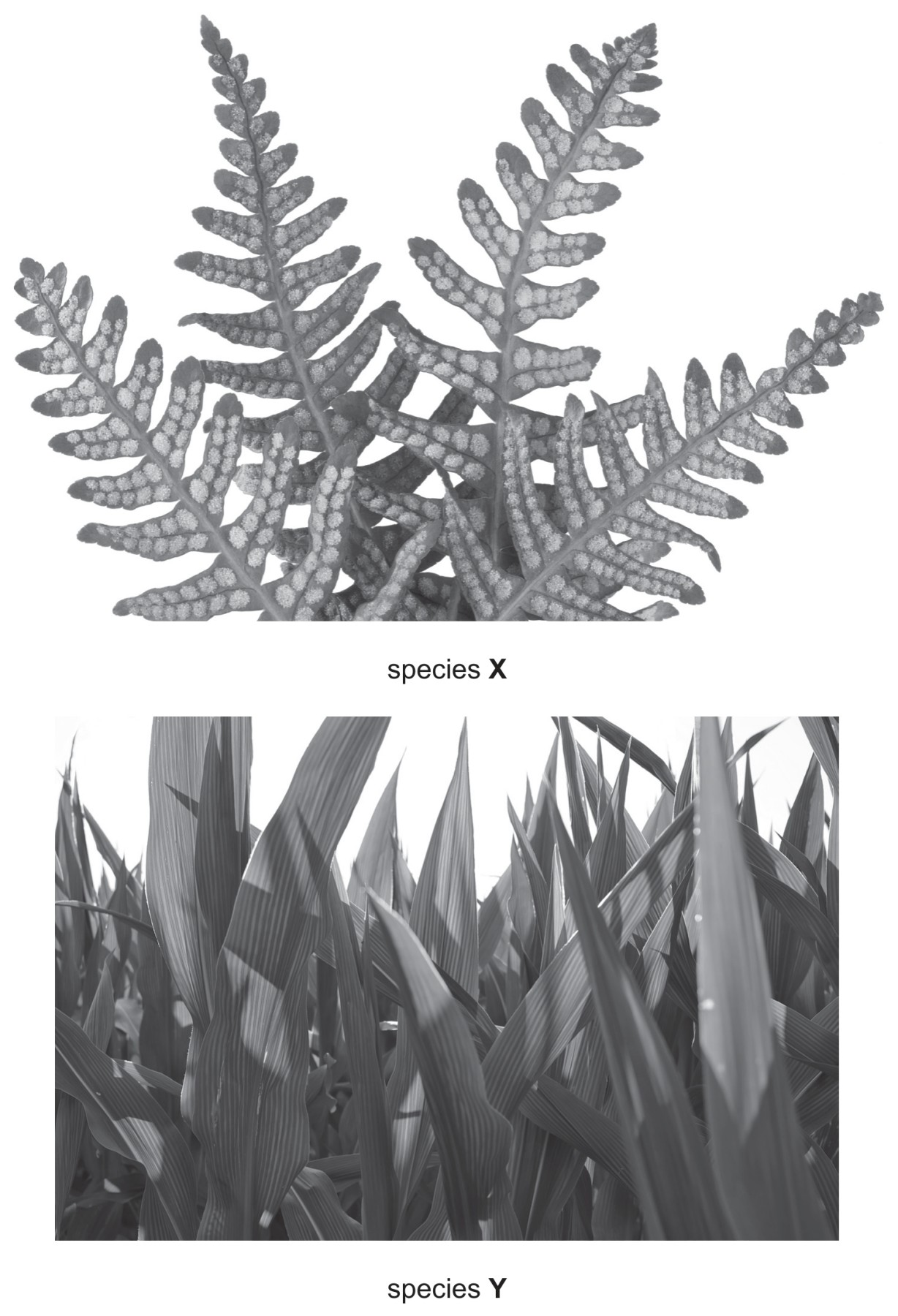 Fig. 1.1