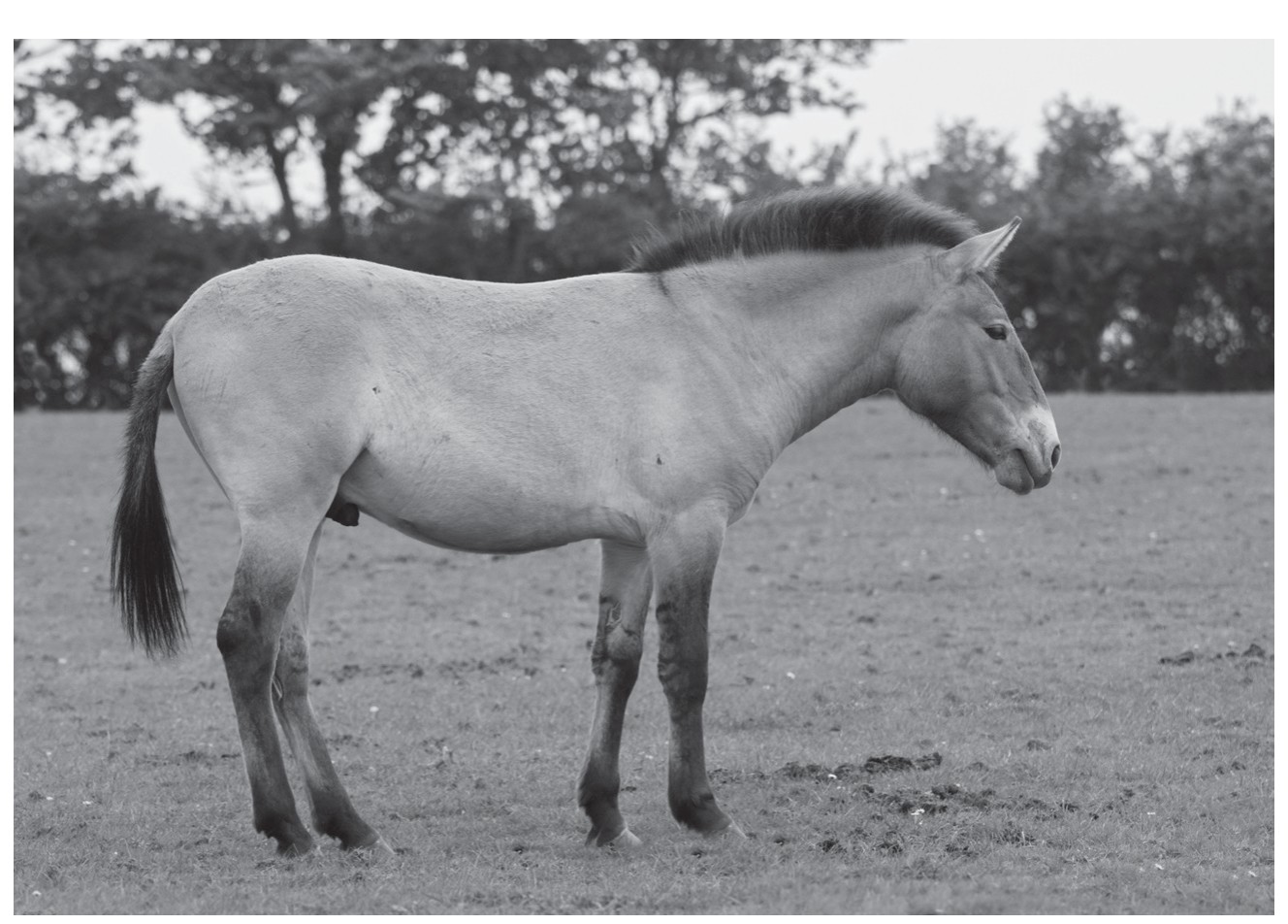 Fig. 4.2