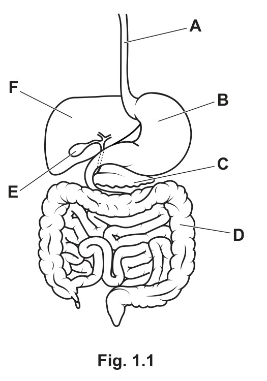 Fig. 1.1