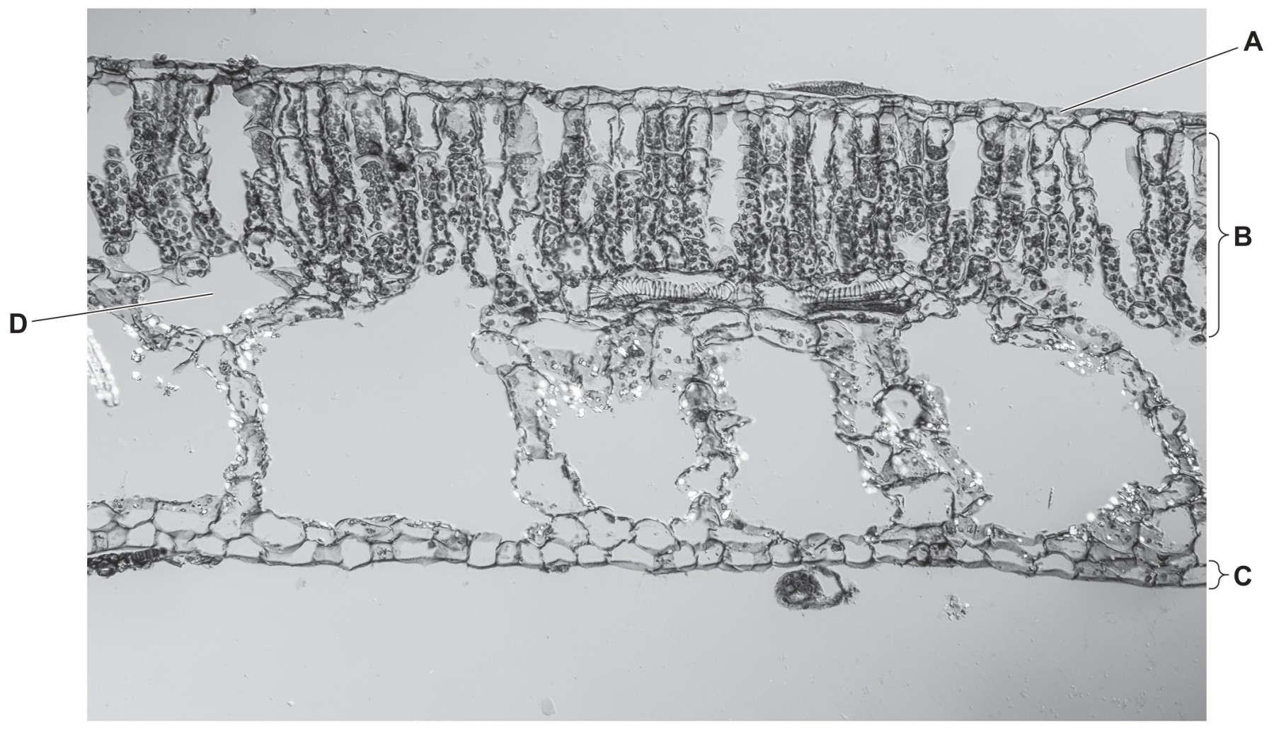 Fig. 4.2 is a photomicrograph of a cross-section of part of a water lily leaf.