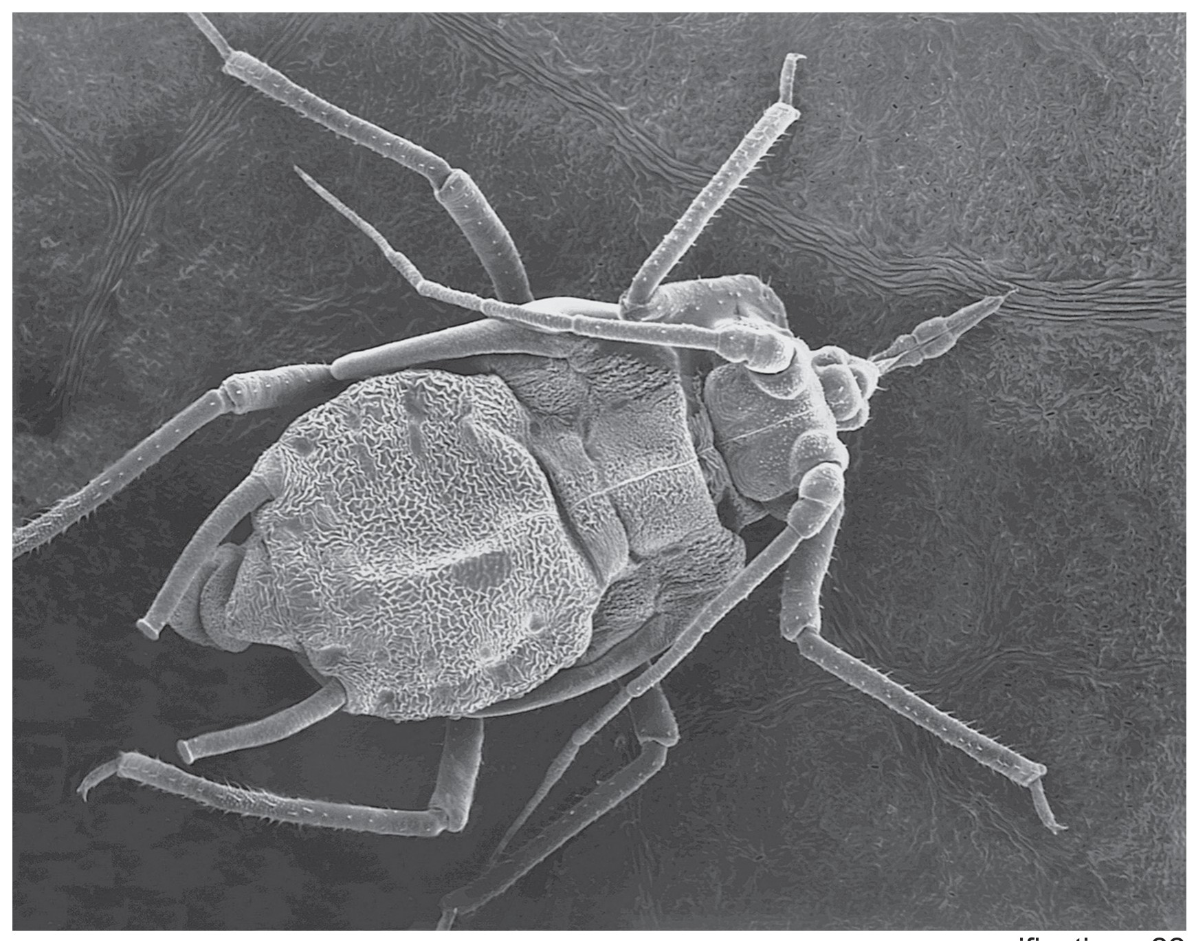 Fig. 2.1
