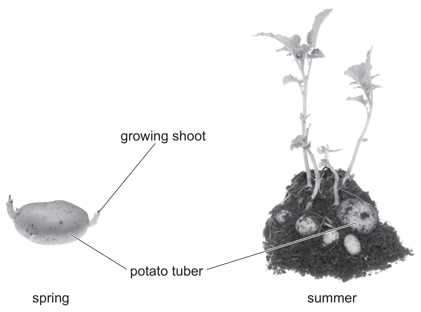 Fig. 2.3