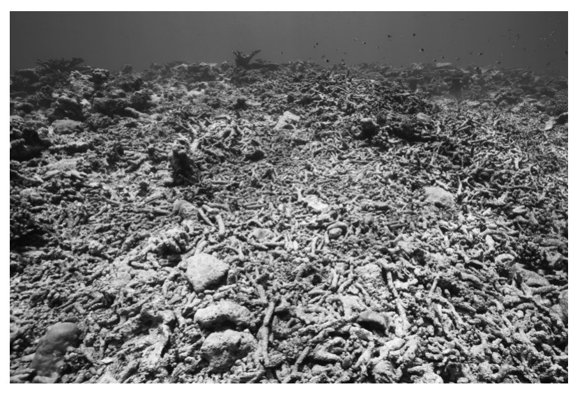 Damaged reef