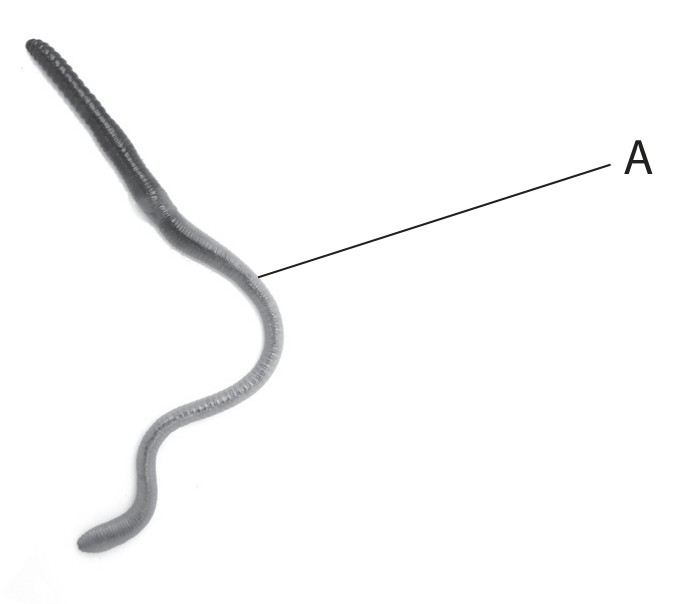 Figure for Question 5 — Edexcel A-Level Biology A2