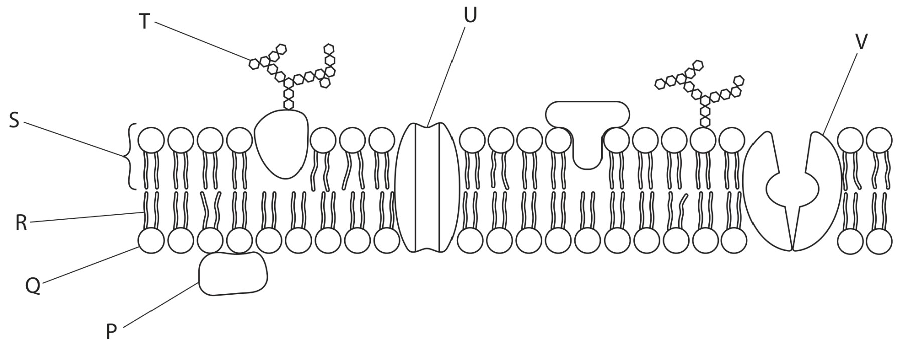 Figure for Question 5 — Edexcel A-Level Biology AS