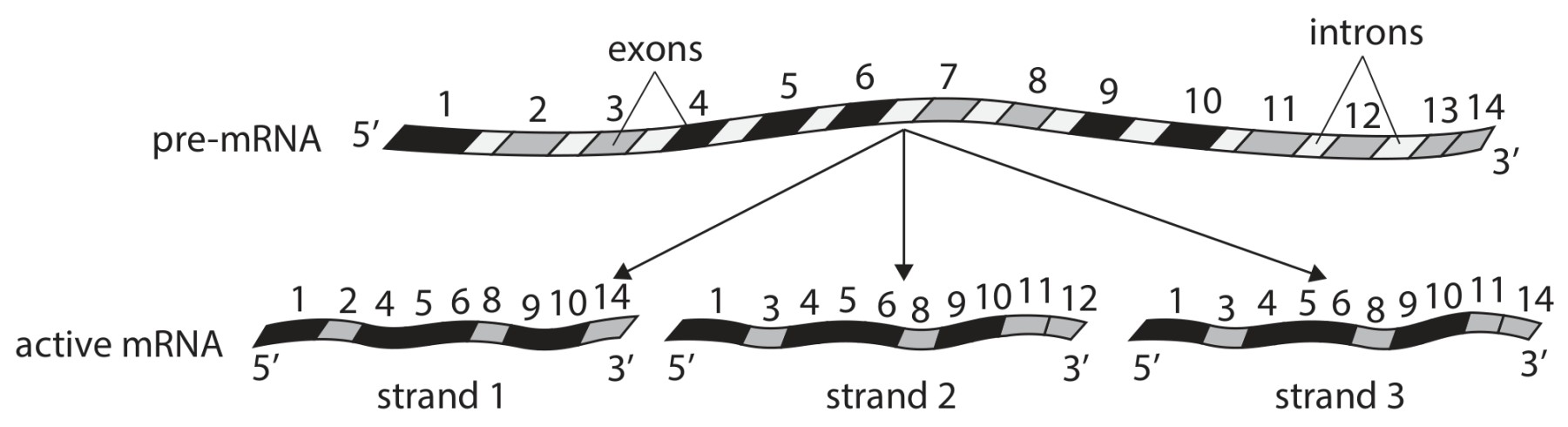 Figure for Question 20 — Edexcel A-Level Biology AS