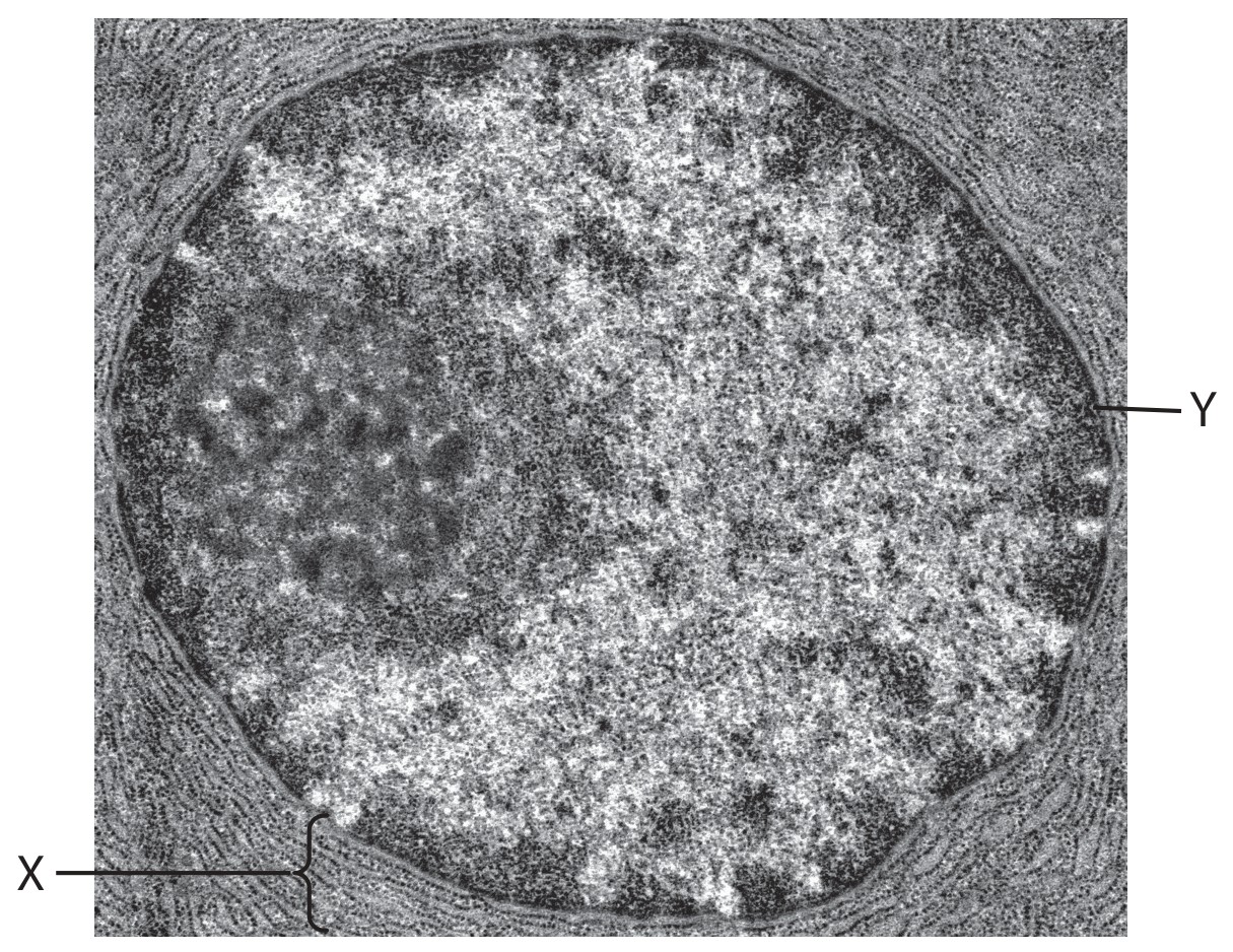Figure for Question 4 — Edexcel A-Level Biology AS