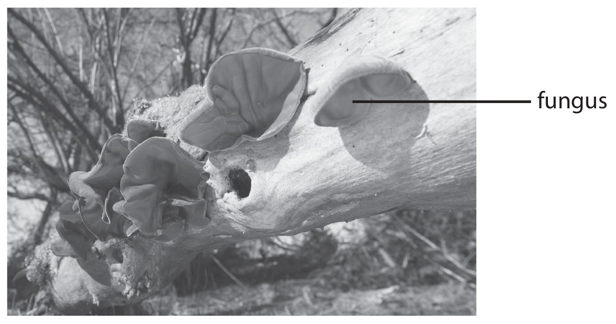 Figure for Question 7 — Edexcel A-Level Biology AS