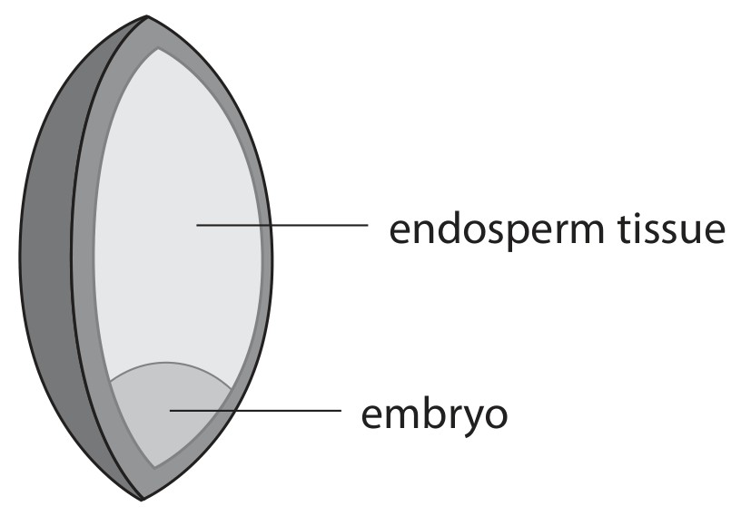Figure for Question 14 — Edexcel A-Level Biology AS